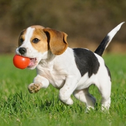 Зоо аксесоари